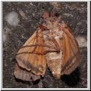 Noctua pronuba -  Eule - Hausmutter 01c.jpg